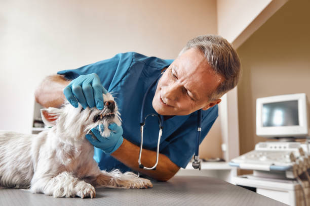 Best Urgent Tooth Repair  in Clearview, WA